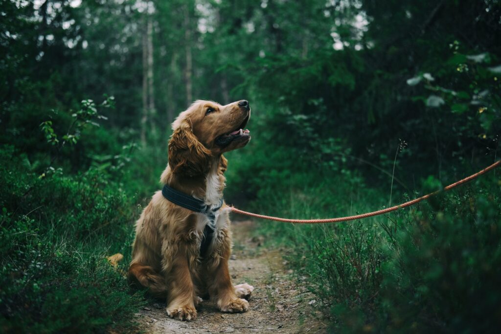 Chien se promenant dans les vignes en Champagne près de Reims