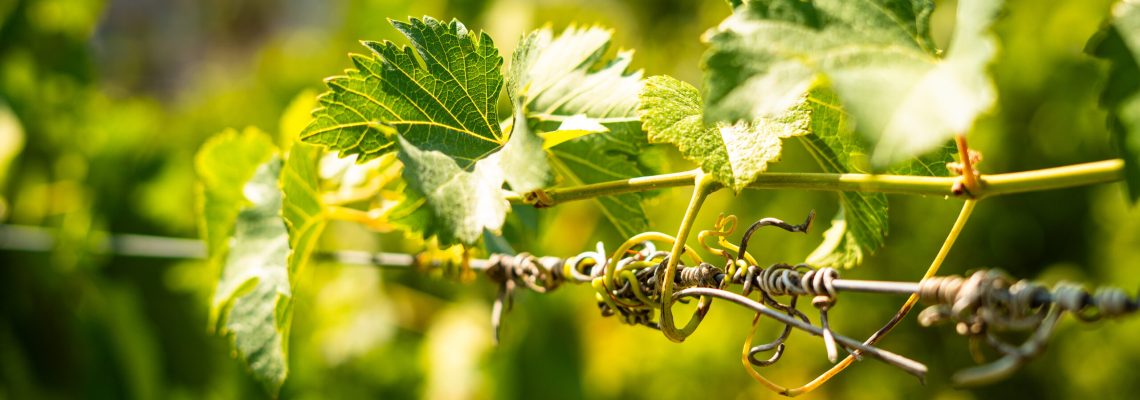 Shooting Vignes - Vendanges Champagne-1
