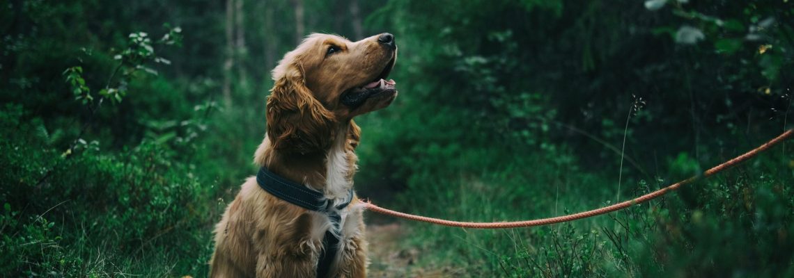 Chien se promenant dans les vignes en Champagne près de Reims